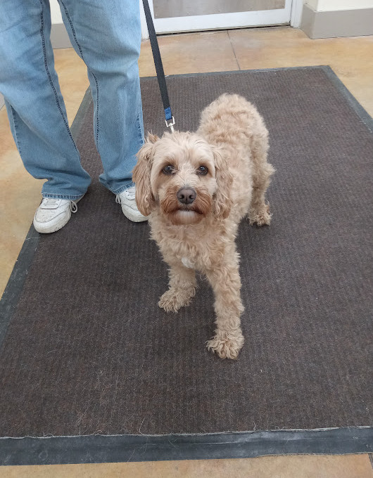 Lennon (adoption pending)