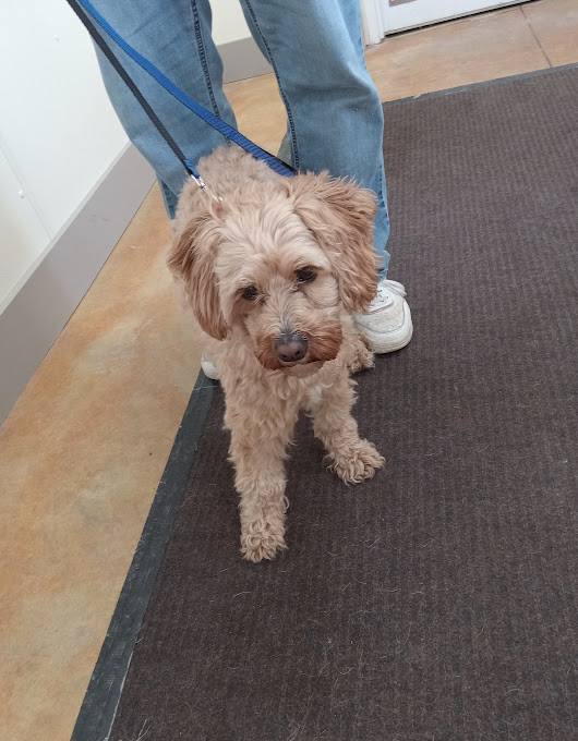 Lennon (adoption pending)