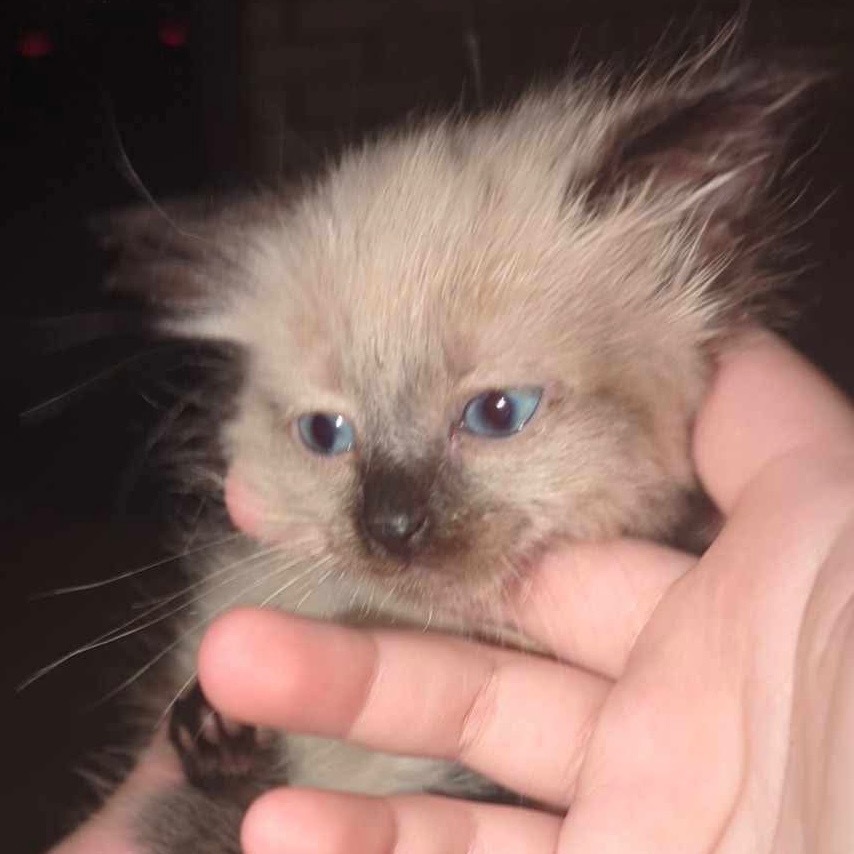 New floof