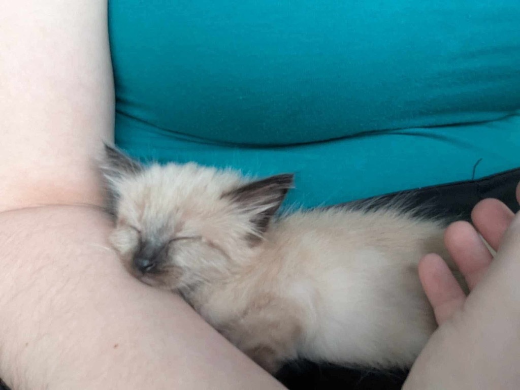 New floof