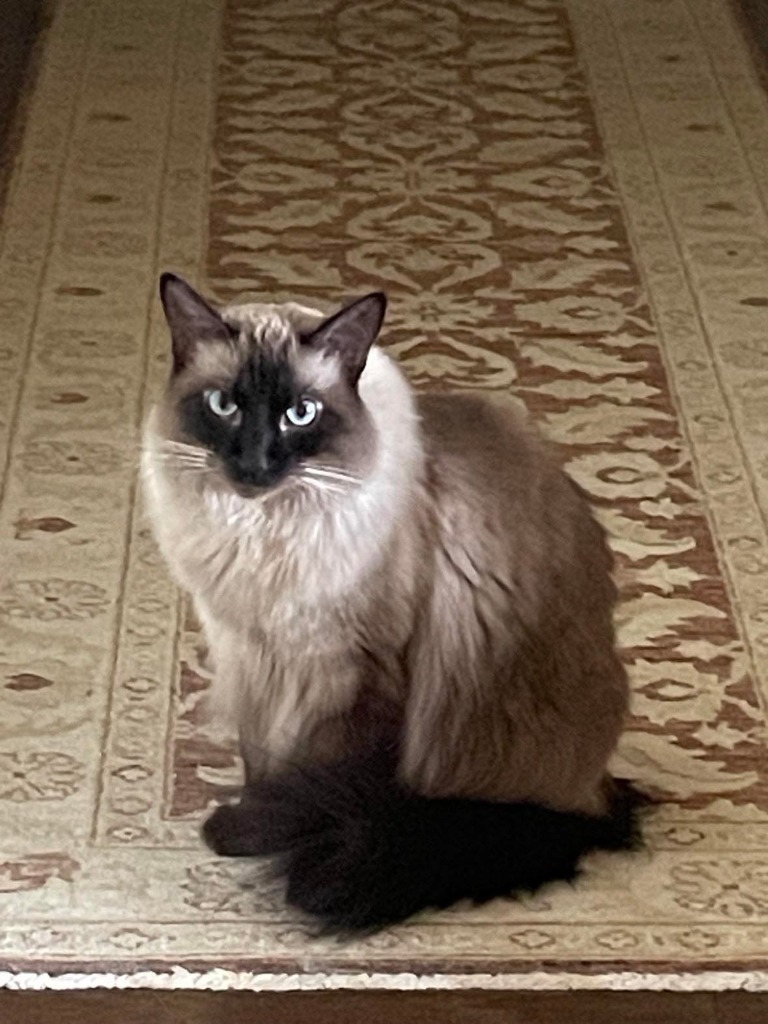 Zachary, an adoptable Himalayan, Domestic Long Hair in New Braunfels, TX, 78130 | Photo Image 1