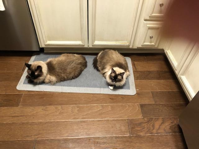 Zachary, an adoptable Ragdoll, Himalayan in New Braunfels, TX, 78130 | Photo Image 2