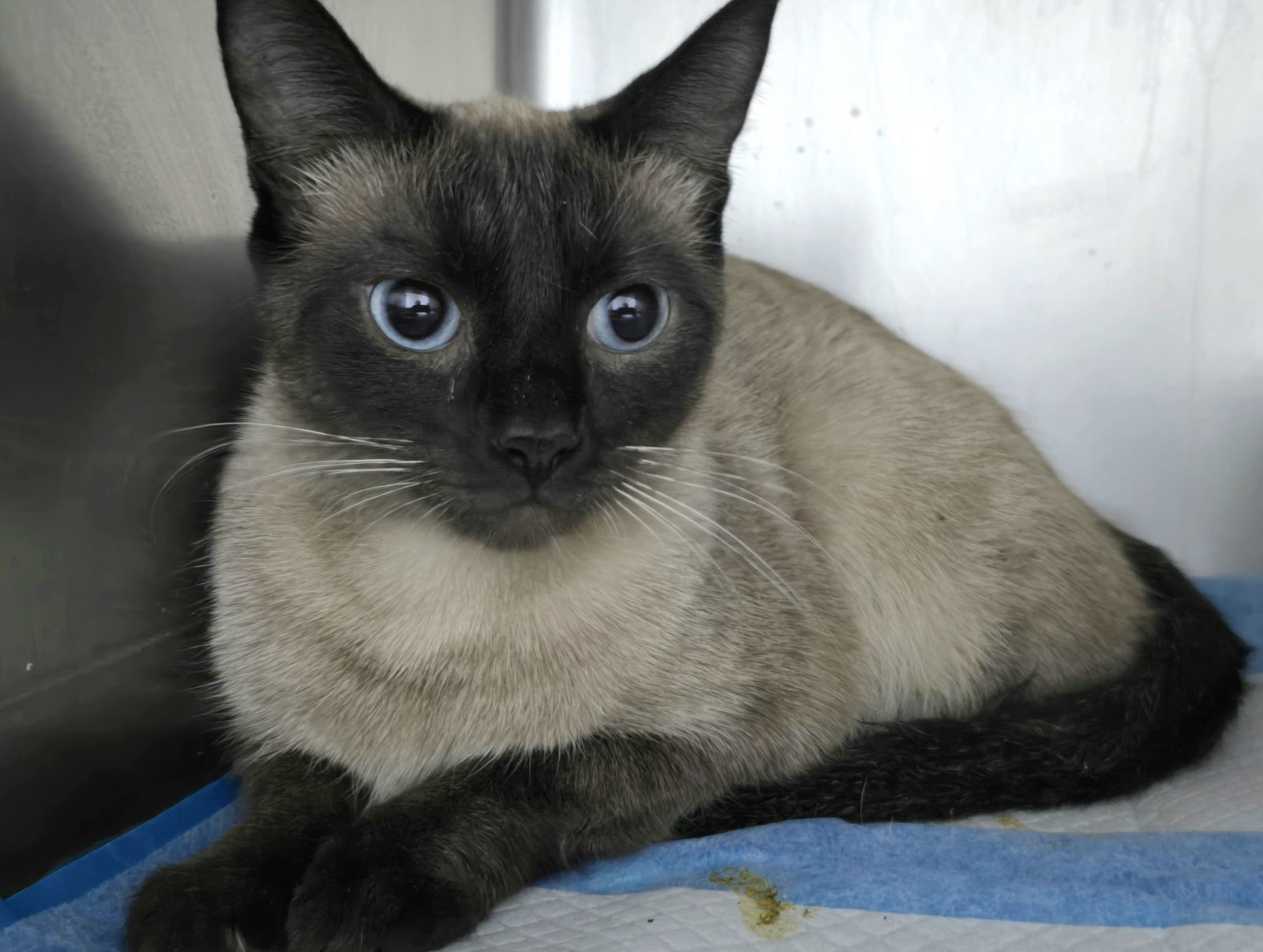 Petra, an adoptable Siberian in Franklin, NC, 28734 | Photo Image 1