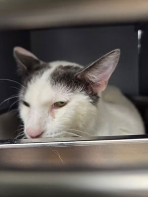Eclipse, Adult Male Turkish Van