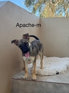 Apache