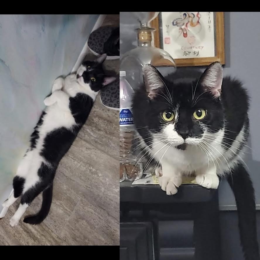 Gus Gus