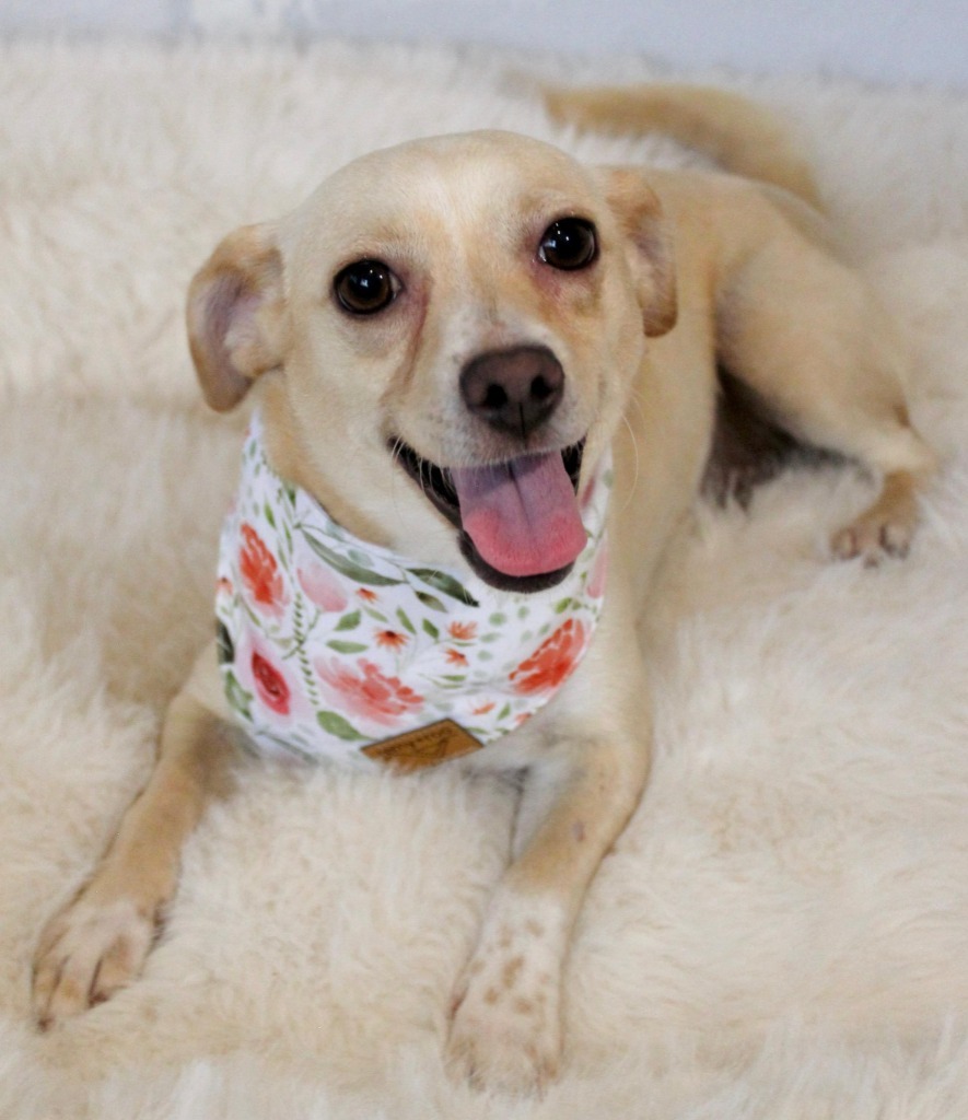 Pearl, an adoptable Chihuahua in San Juan de Abajo, NAY, 63732 | Photo Image 1