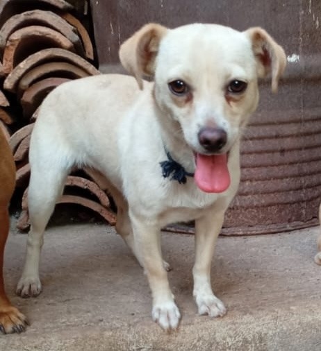 Pearl, an adoptable Chihuahua in San Juan de Abajo, NAY, 63732 | Photo Image 2