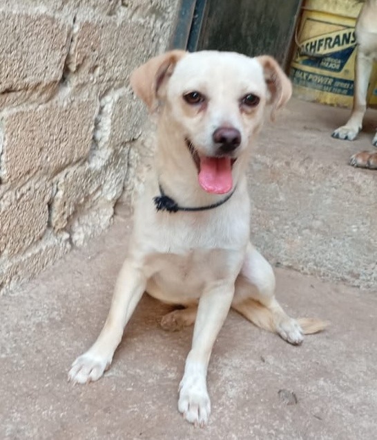 Pearl, an adoptable Chihuahua in San Juan de Abajo, NAY, 63732 | Photo Image 3