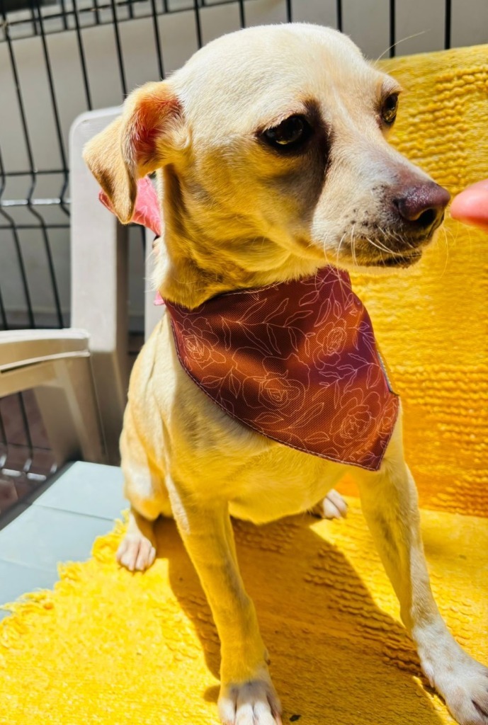 Pearl, an adoptable Chihuahua in San Juan de Abajo, NAY, 63732 | Photo Image 4