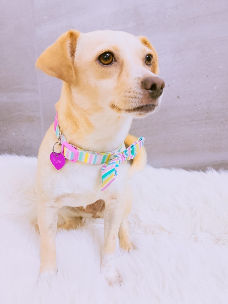 Pearl, an adoptable Chihuahua in San Juan de Abajo, NAY, 63732 | Photo Image 5