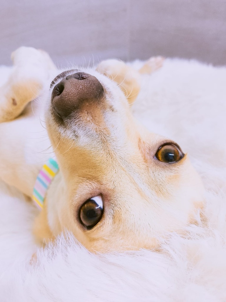 Pearl, an adoptable Chihuahua in San Juan de Abajo, NAY, 63732 | Photo Image 6