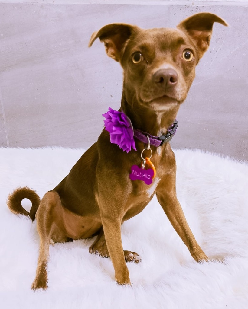 Nutella, an adoptable Mixed Breed, Chihuahua in San Juan de Abajo, NAY, 63732 | Photo Image 1