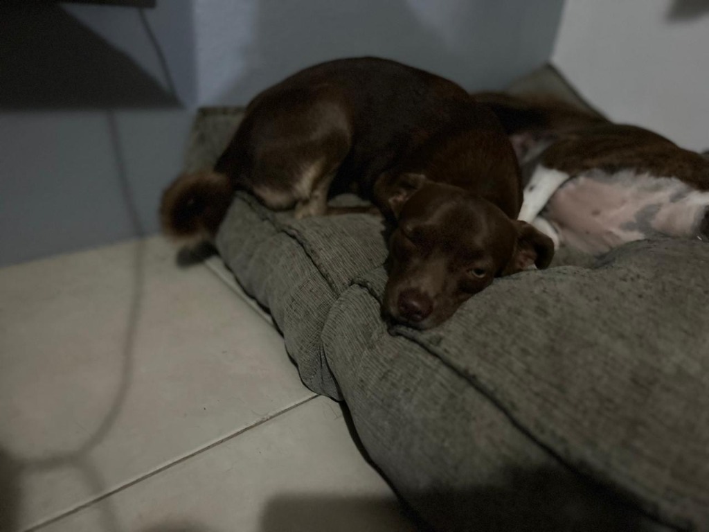 Nutella, an adoptable Mixed Breed, Chihuahua in San Juan de Abajo, NAY, 63732 | Photo Image 3