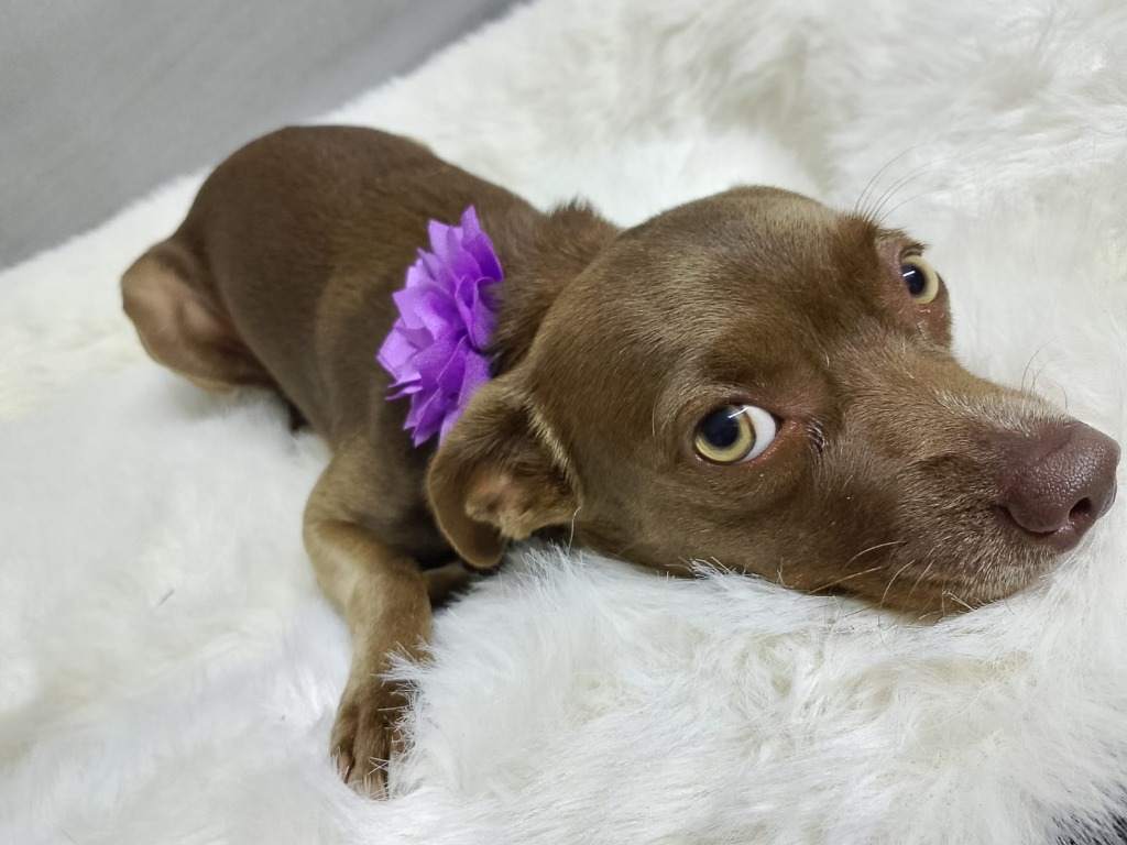 Nutella, an adoptable Mixed Breed, Chihuahua in San Juan de Abajo, NAY, 63732 | Photo Image 4