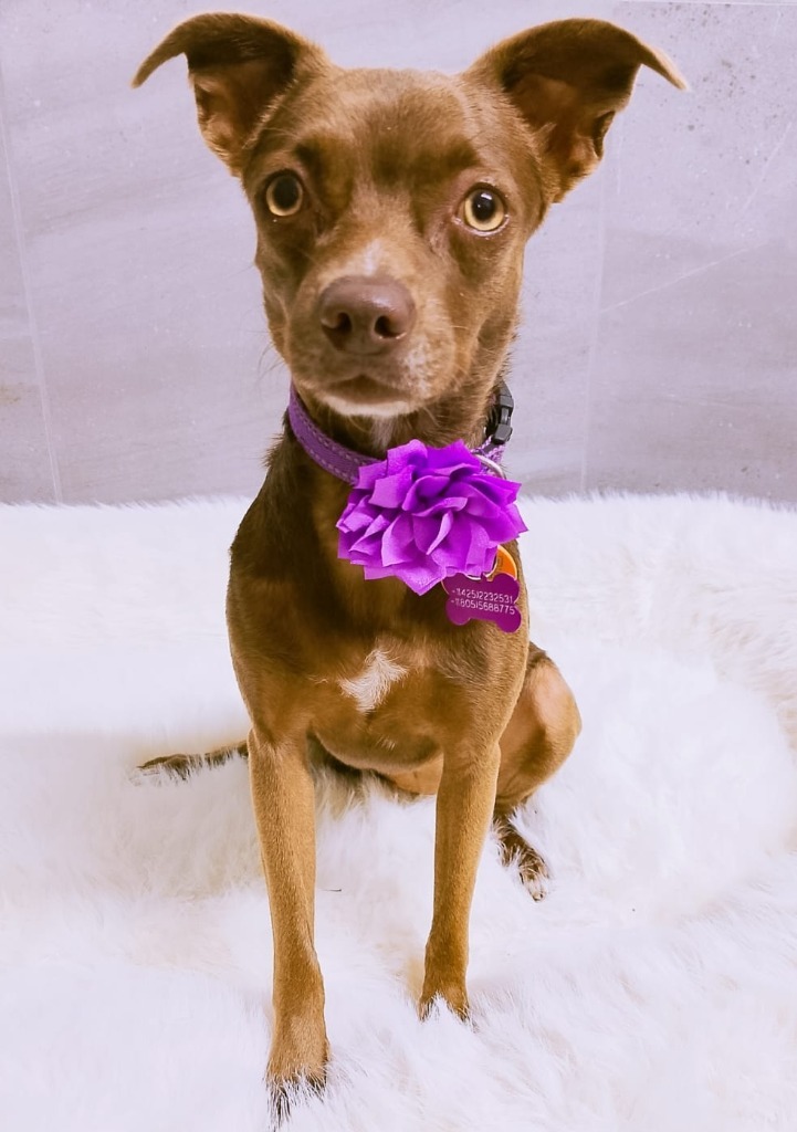 Nutella, an adoptable Mixed Breed, Chihuahua in San Juan de Abajo, NAY, 63732 | Photo Image 5