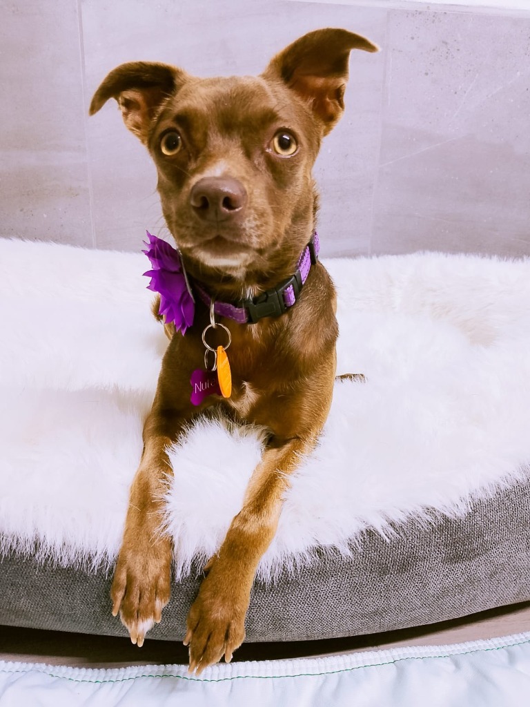 Nutella, an adoptable Mixed Breed, Chihuahua in San Juan de Abajo, NAY, 63732 | Photo Image 6