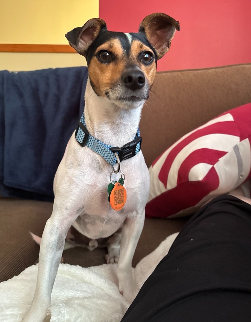 Capi, an adoptable Jack Russell Terrier, Chihuahua in San Juan de Abajo, NAY, 63732 | Photo Image 1