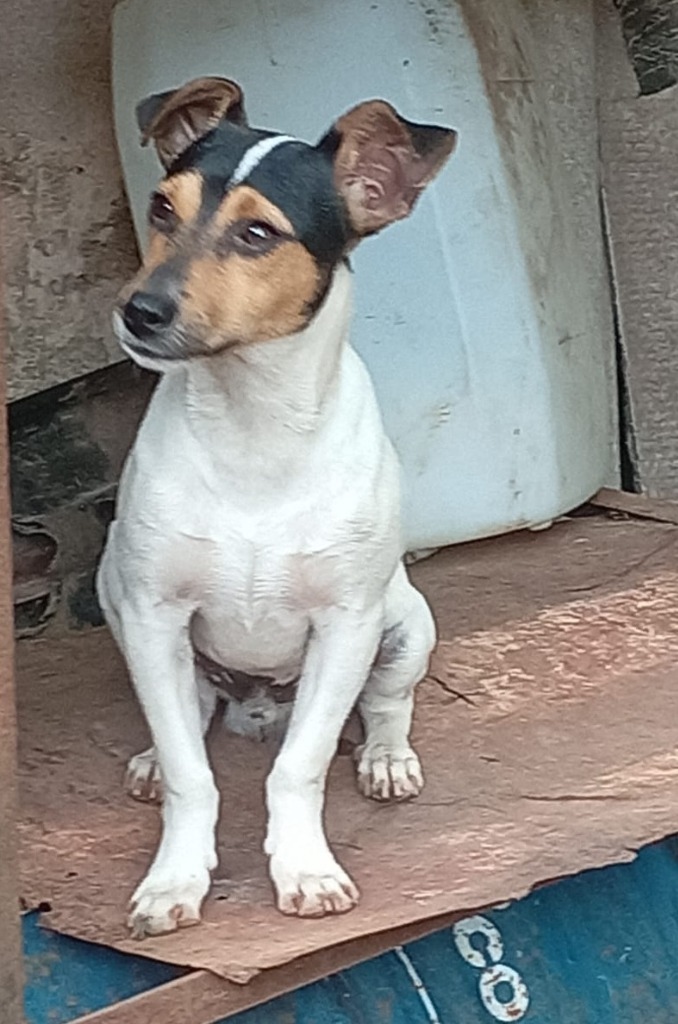 Capi, an adoptable Jack Russell Terrier, Chihuahua in San Juan de Abajo, NAY, 63732 | Photo Image 2