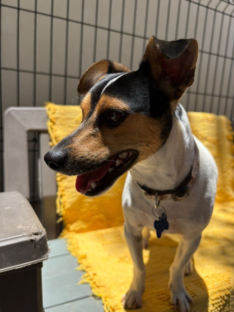 Capi, an adoptable Jack Russell Terrier, Chihuahua in San Juan de Abajo, NAY, 63732 | Photo Image 3