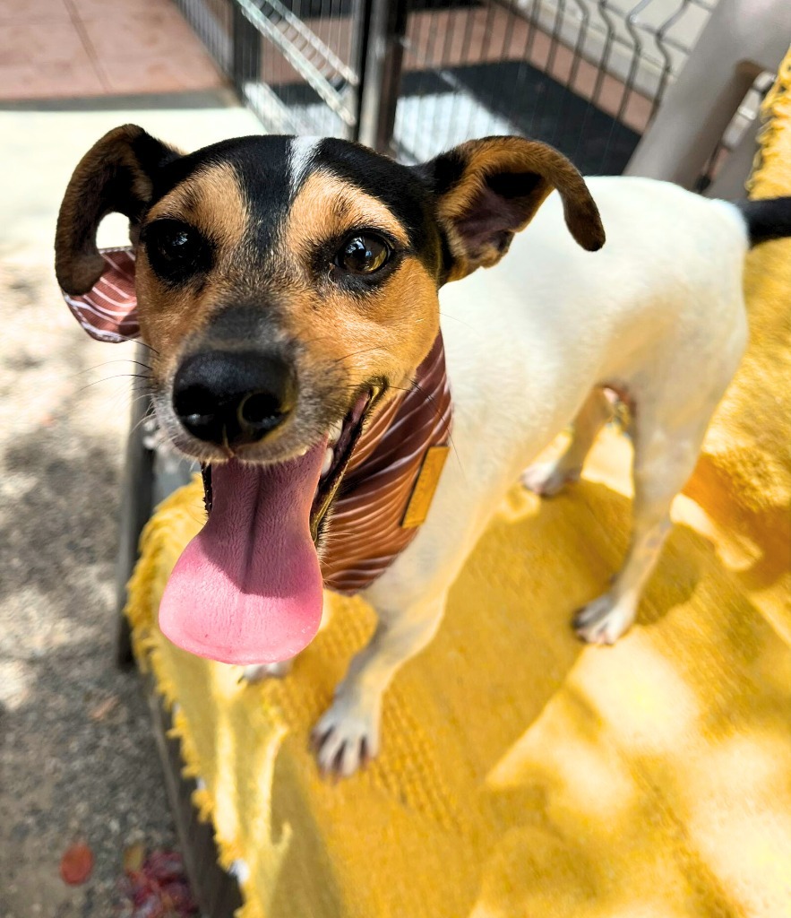 Capi, an adoptable Jack Russell Terrier, Chihuahua in San Juan de Abajo, NAY, 63732 | Photo Image 4