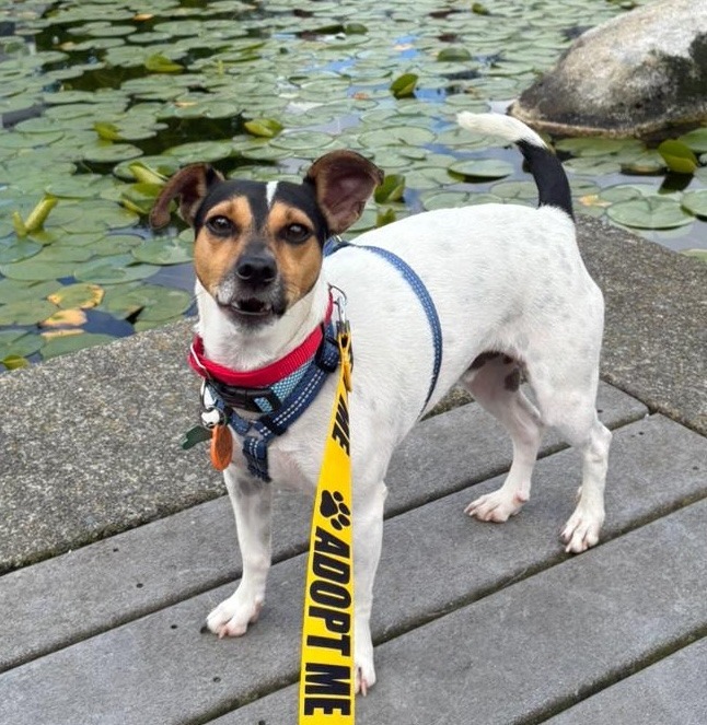 Capi, an adoptable Jack Russell Terrier, Chihuahua in San Juan de Abajo, NAY, 63732 | Photo Image 5