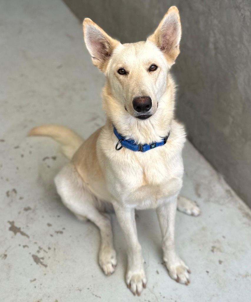 Super Nova, an adoptable Mixed Breed in San Juan de Abajo, NAY, 63732 | Photo Image 1