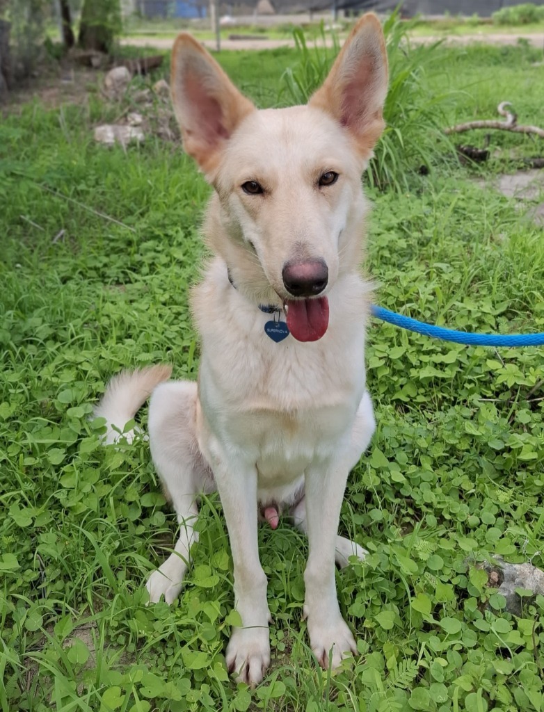 Super Nova, an adoptable Mixed Breed in San Juan de Abajo, NAY, 63732 | Photo Image 1