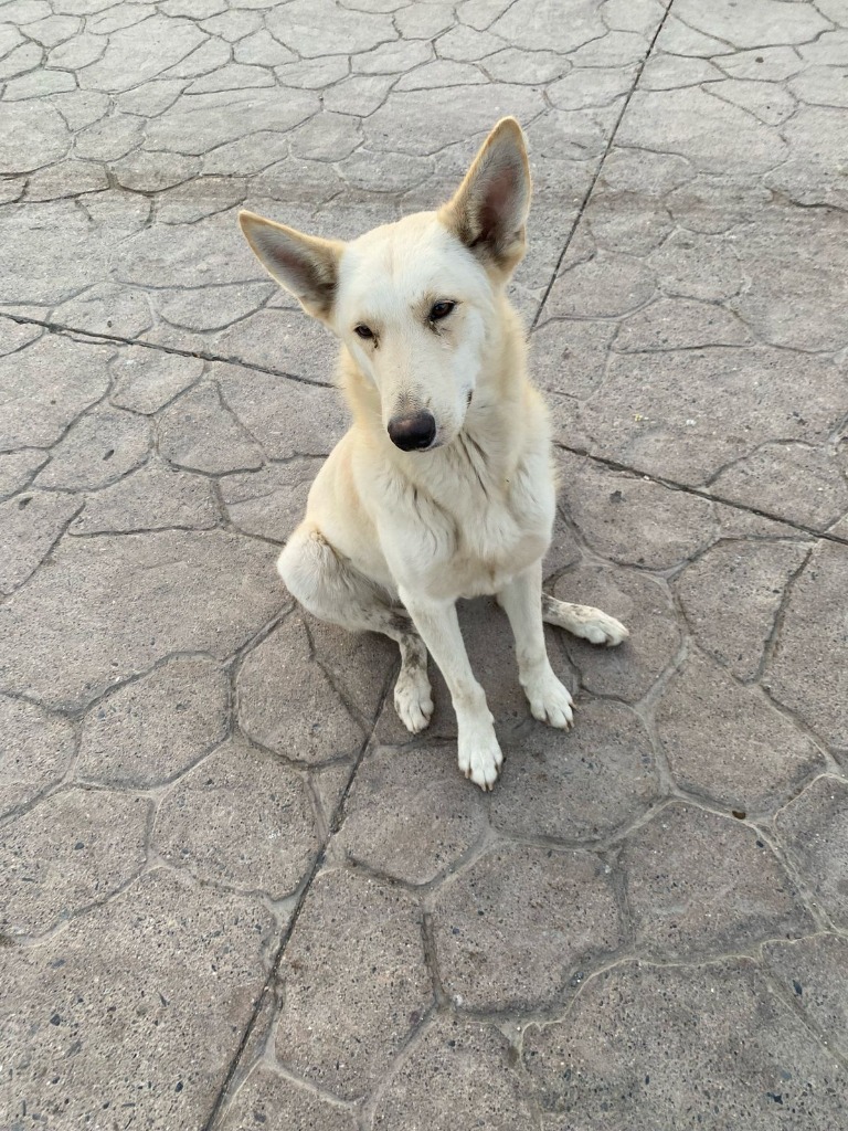 Super Nova, an adoptable Mixed Breed in San Juan de Abajo, NAY, 63732 | Photo Image 2
