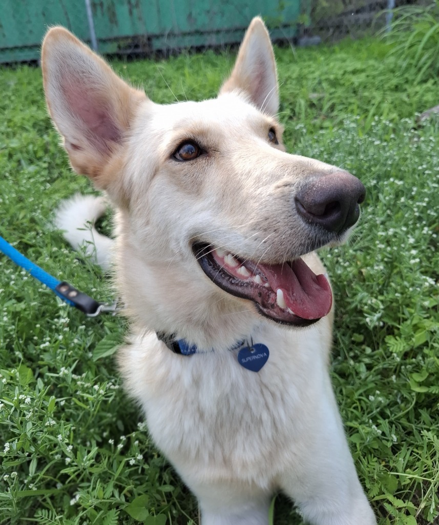Super Nova, an adoptable Mixed Breed in San Juan de Abajo, NAY, 63732 | Photo Image 4