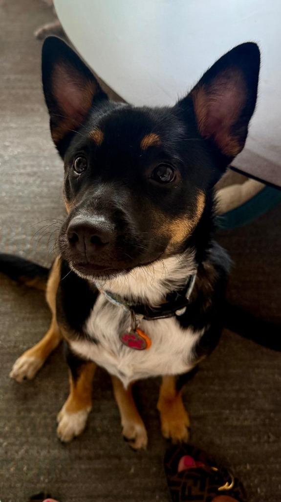 Nala, an adoptable Cattle Dog, Black Labrador Retriever in San Juan de Abajo, NAY, 63732 | Photo Image 1