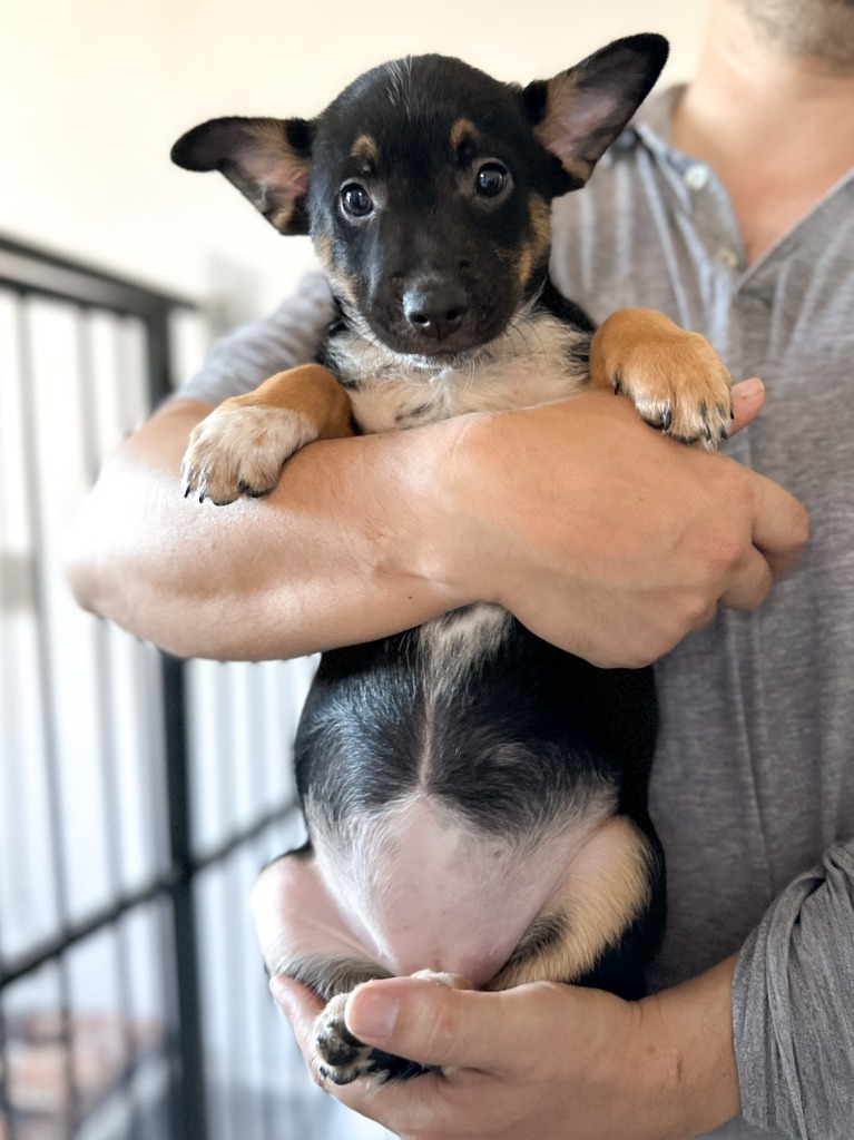 Nala, an adoptable Cattle Dog, Black Labrador Retriever in San Juan de Abajo, NAY, 63732 | Photo Image 3