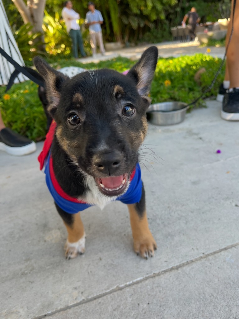 Nala, an adoptable Cattle Dog, Black Labrador Retriever in San Juan de Abajo, NAY, 63732 | Photo Image 4