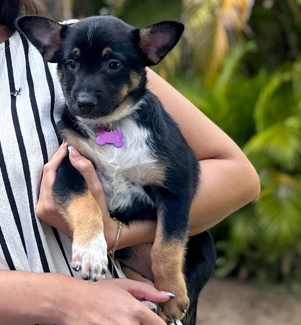 Nala, an adoptable Cattle Dog, Black Labrador Retriever in San Juan de Abajo, NAY, 63732 | Photo Image 5