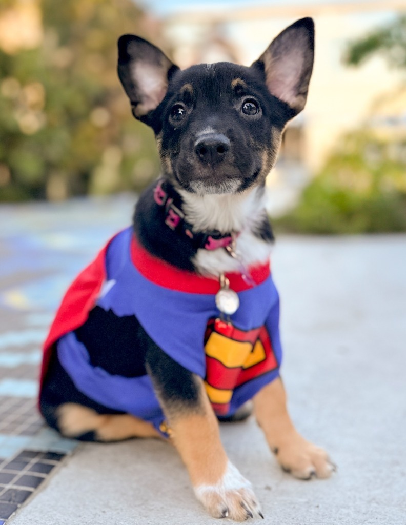 Nala, an adoptable Cattle Dog, Black Labrador Retriever in San Juan de Abajo, NAY, 63732 | Photo Image 6