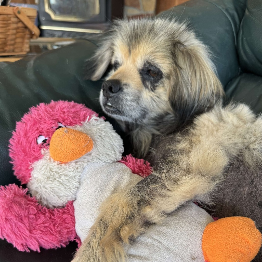 Winston, an adoptable Pekingese in Martinsburg, WV, 25404 | Photo Image 1