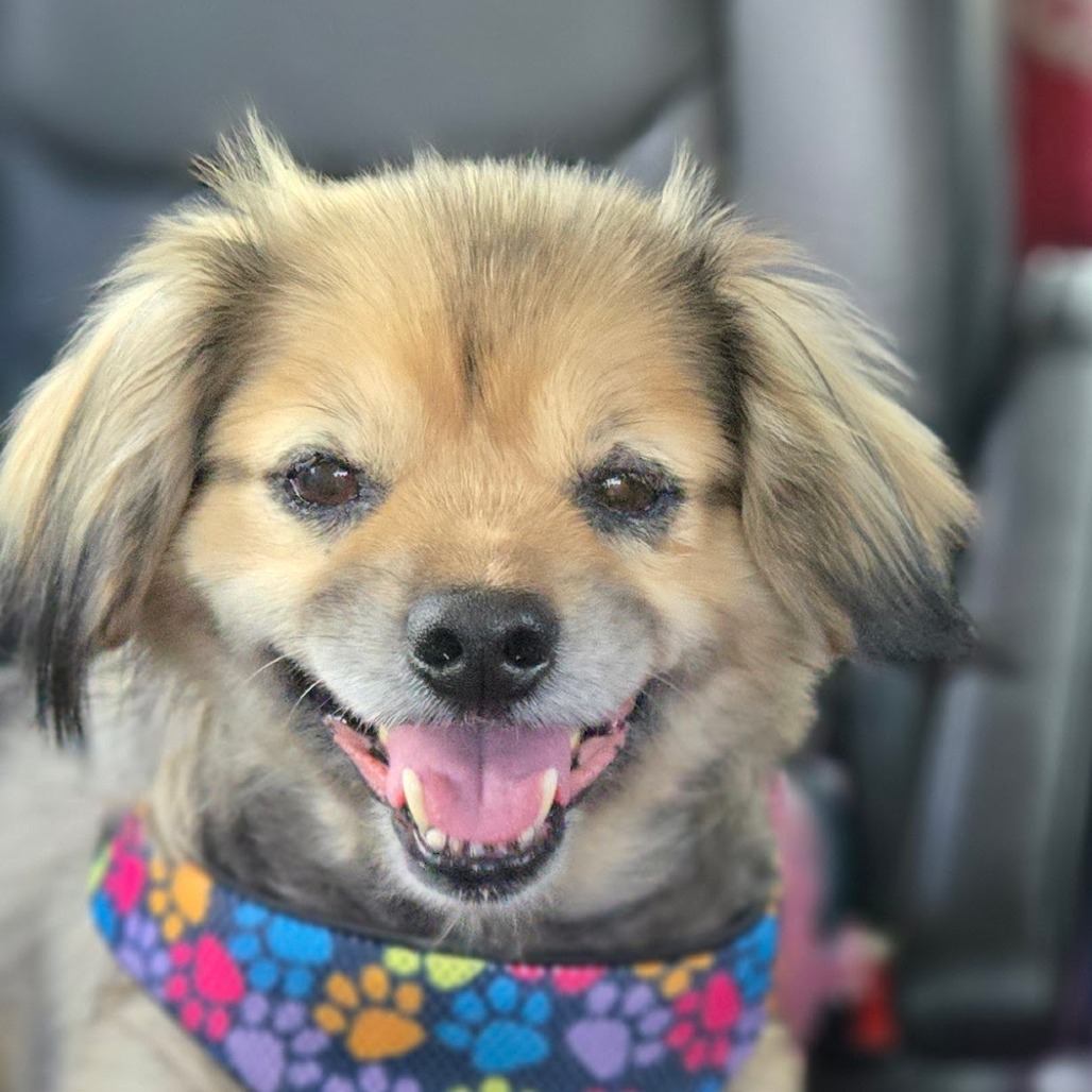 Winston, an adoptable Pekingese in Martinsburg, WV, 25404 | Photo Image 1