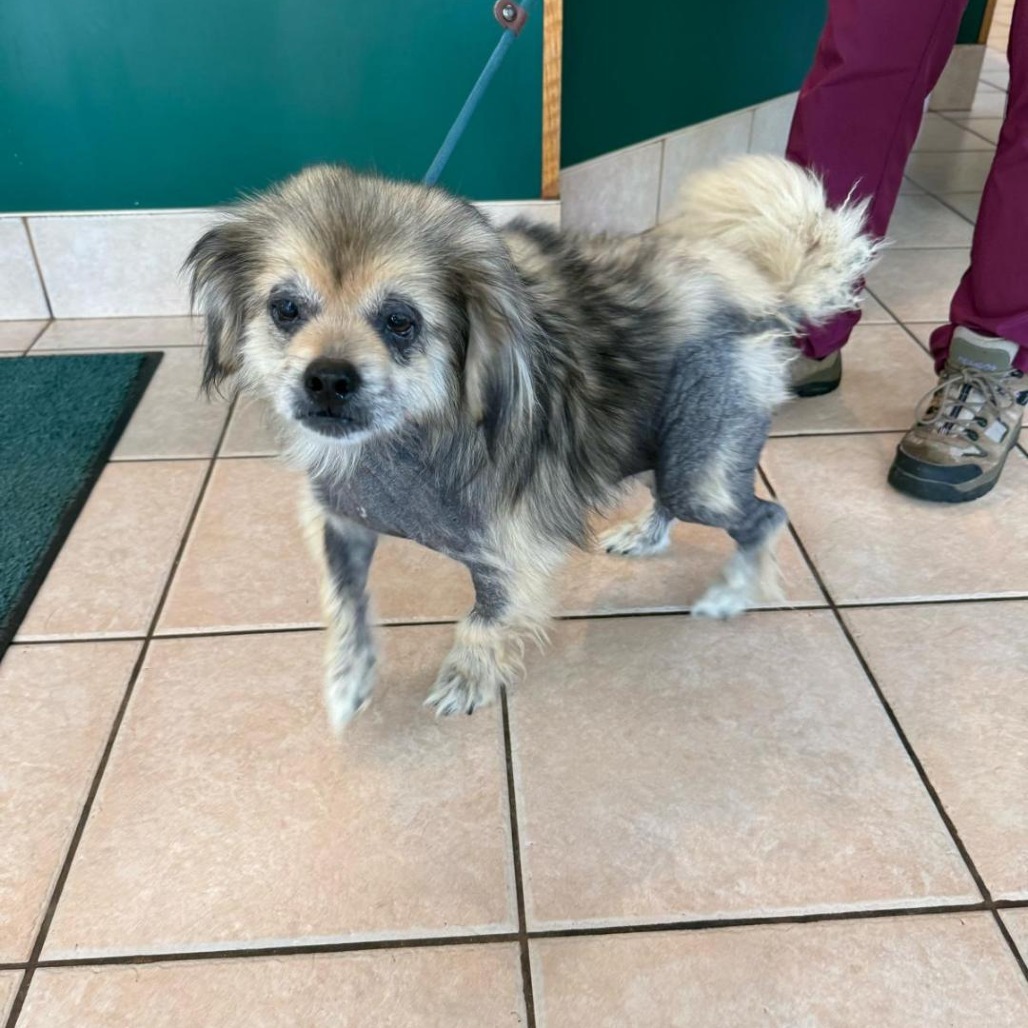 Winston, an adoptable Pekingese in Martinsburg, WV, 25404 | Photo Image 2
