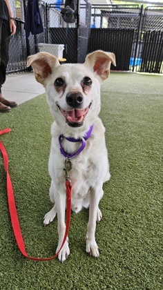 What my friends at Seattle Humane say about me Im great walking on a leash Im a quiet guy and