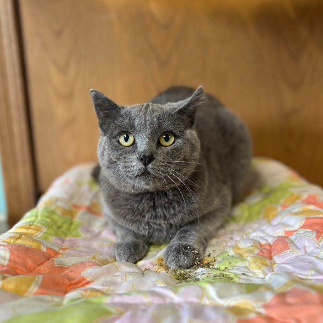 Maxine--In Foster