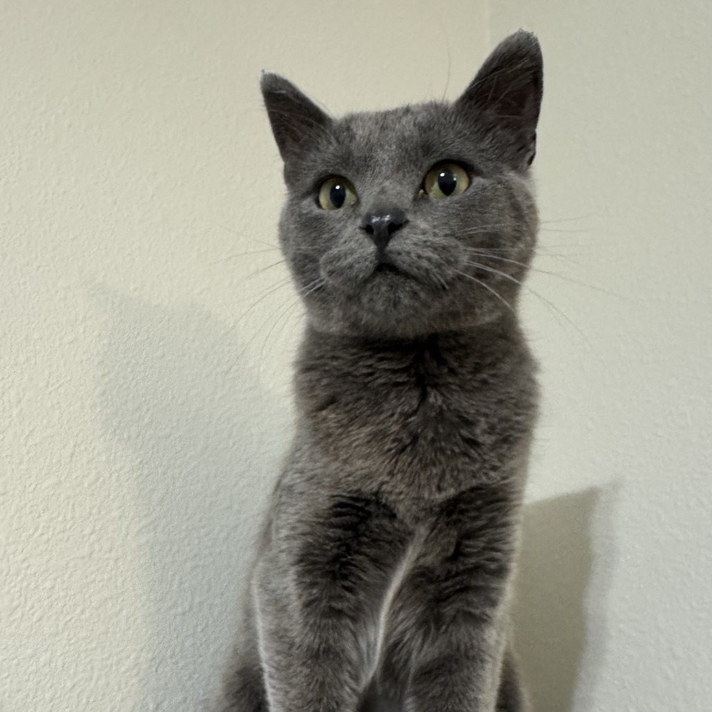 Maxine--In Foster