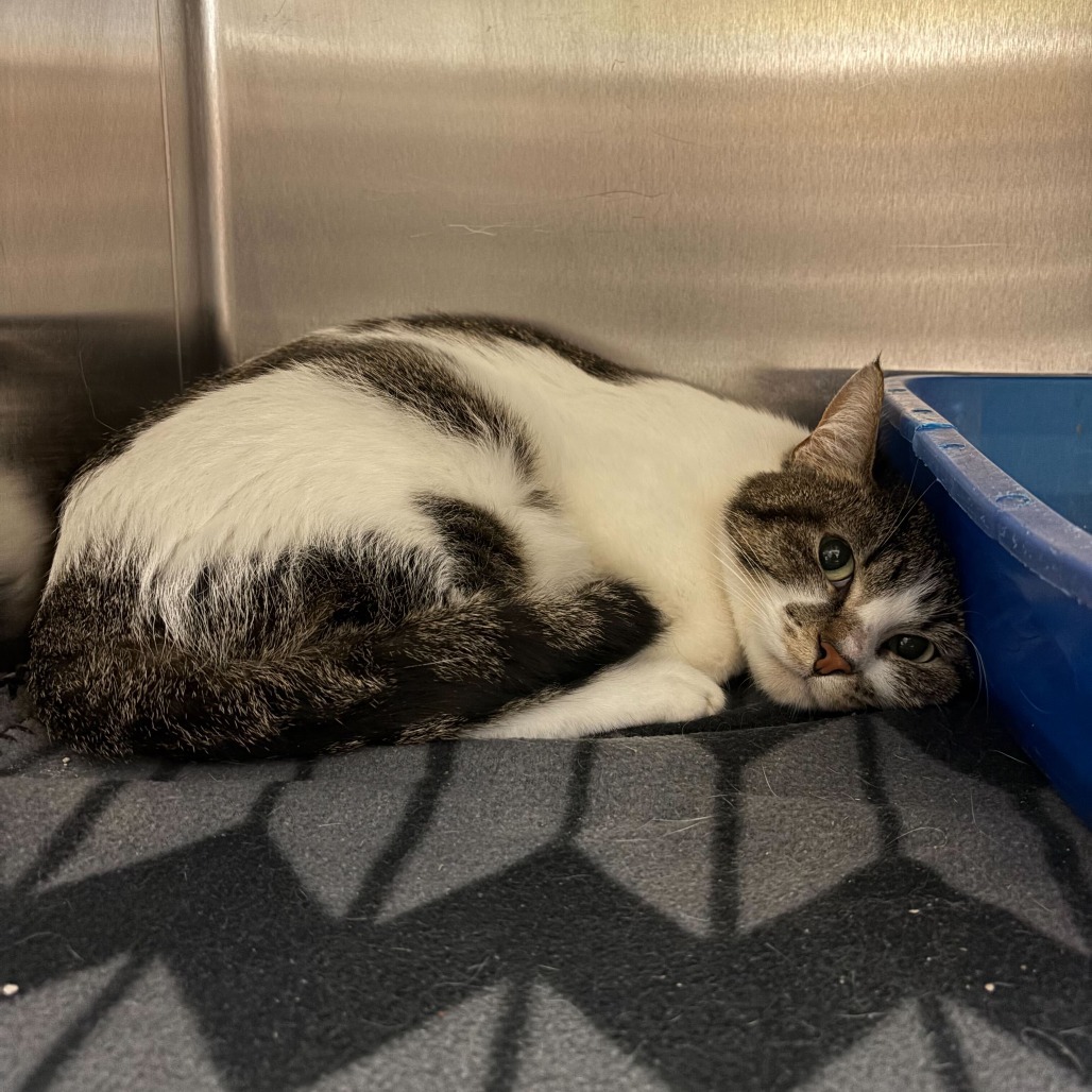 Kat--In Foster