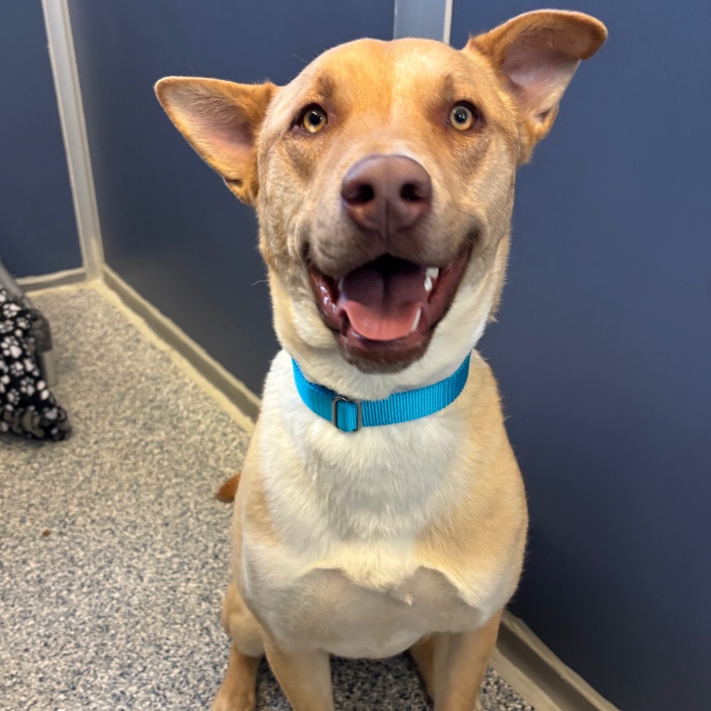 George, an adoptable Mixed Breed in Great Falls, MT, 59404 | Photo Image 1