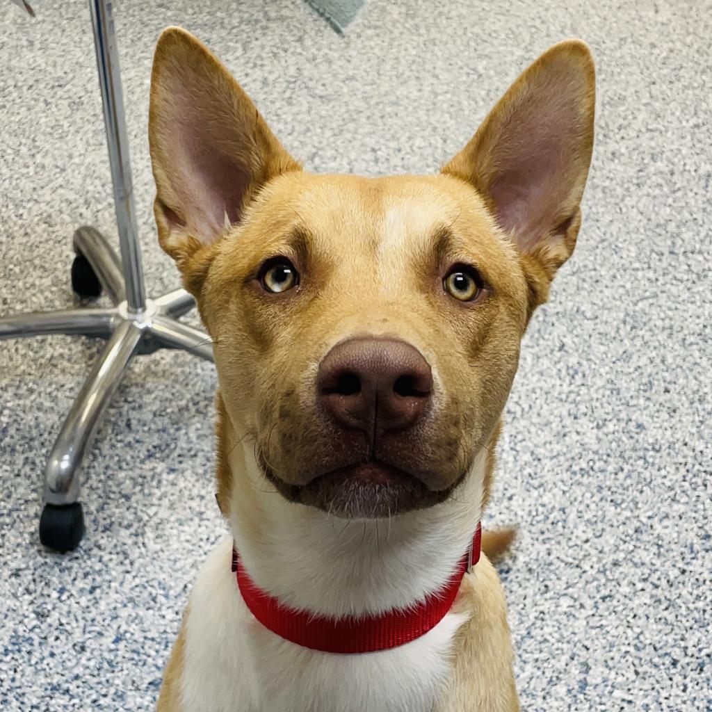 George, an adoptable Mixed Breed in Great Falls, MT, 59404 | Photo Image 2