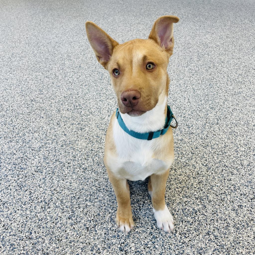 George, an adoptable Mixed Breed in Great Falls, MT, 59404 | Photo Image 3