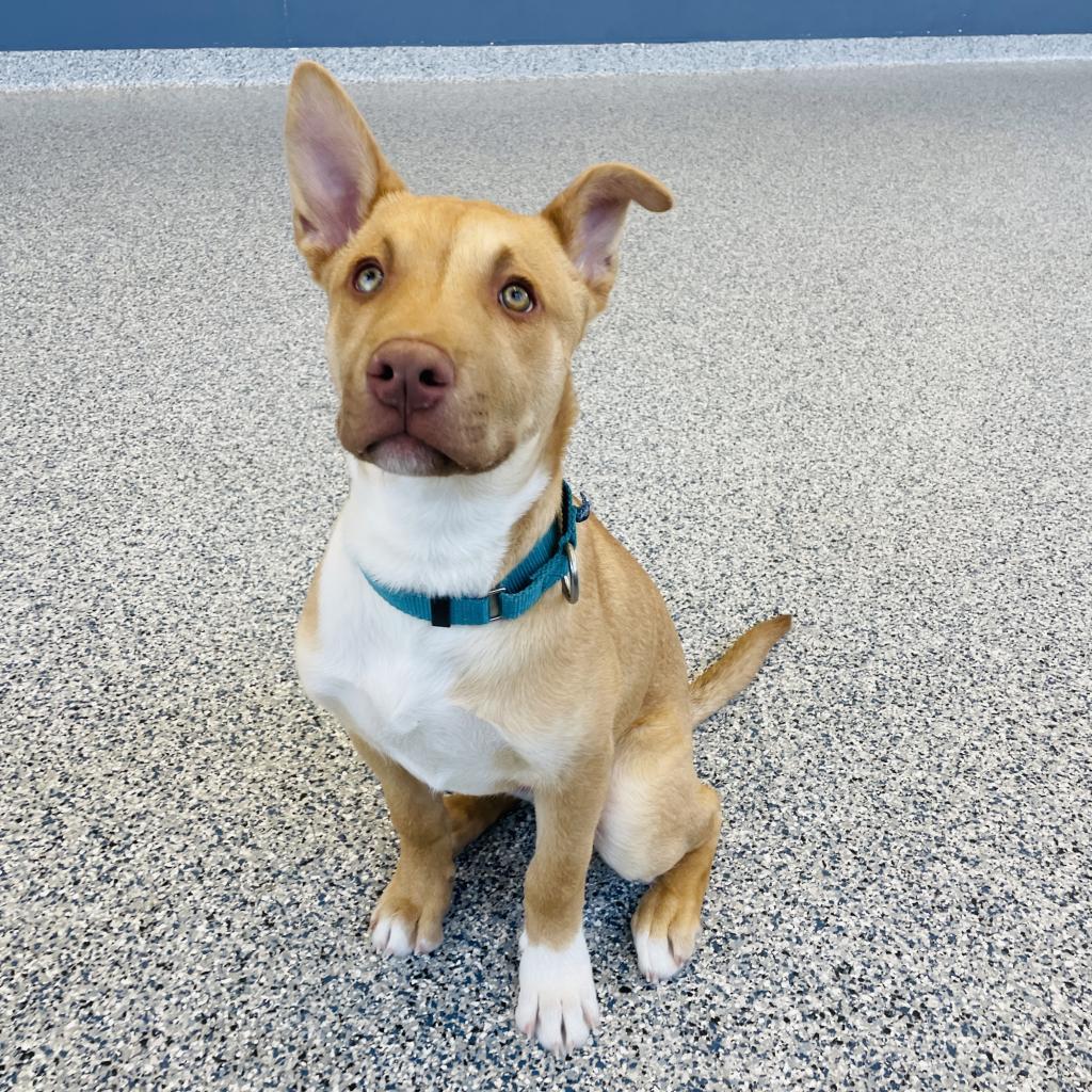 George, an adoptable Mixed Breed in Great Falls, MT, 59404 | Photo Image 4