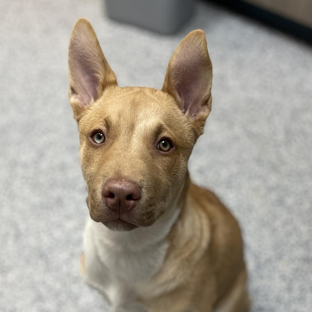 George, an adoptable Mixed Breed in Great Falls, MT, 59404 | Photo Image 5