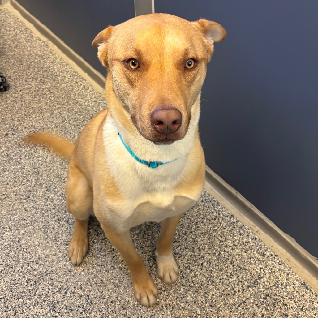 George, an adoptable Mixed Breed in Great Falls, MT, 59404 | Photo Image 6