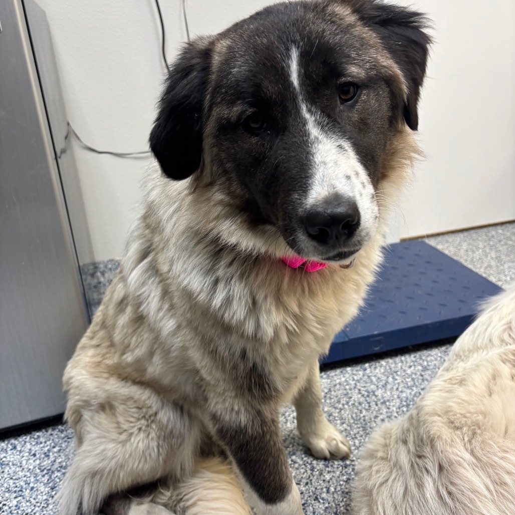 Loretta Lynn, an adoptable Akbash, Great Pyrenees in Great Falls, MT, 59404 | Photo Image 1