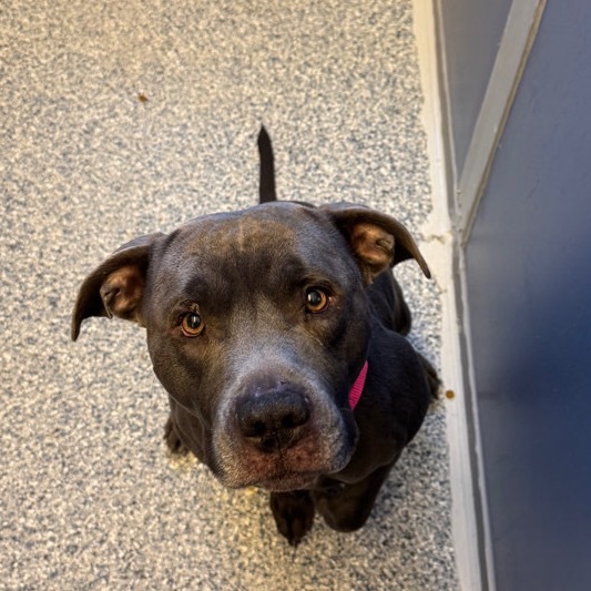 Magic, an adoptable Mixed Breed in Great Falls, MT, 59404 | Photo Image 1